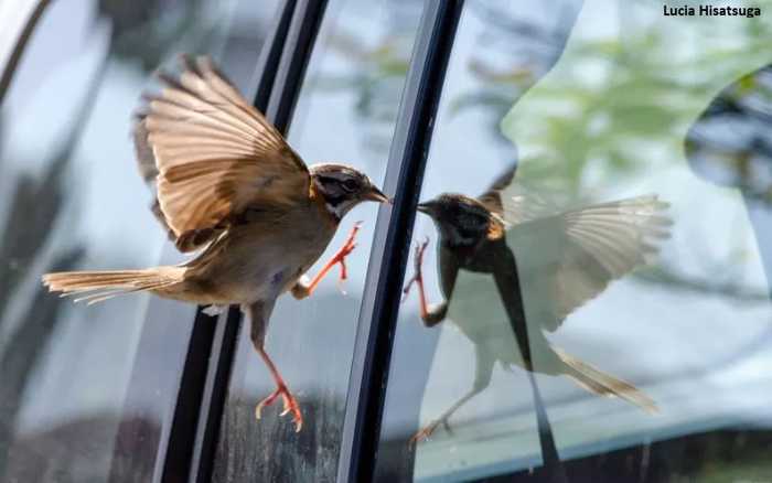Arquitetura em vidro a favor das aves