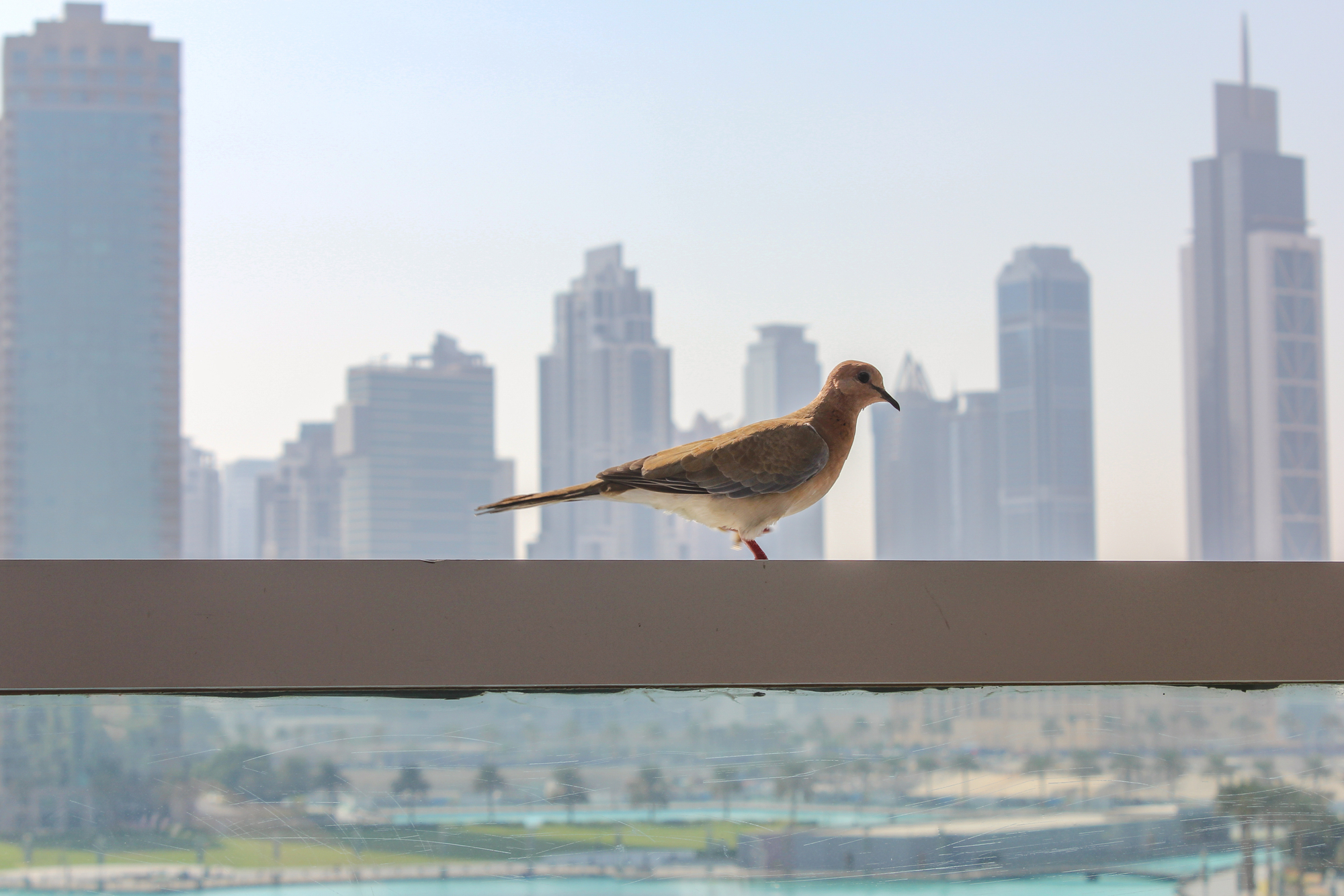 Projeto exige proteção de aves